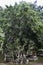 Huge Banyan tree in the Pura Kehen temple in Bali, Indonesia