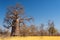 Huge Baobab plant in the african savannah
