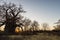 Huge Baobab plant in the african savannah with clear blue sky at sunrise. Botswana, one of the most attractive travel destionation