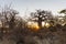Huge Baobab plant in the african savannah with clear blue sky at sunrise. Botswana, one of the most attractive travel destionation