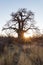 Huge Baobab plant in the african savannah with clear blue sky at sunrise. Botswana, one of the most attractive travel destionation
