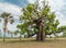 Huge baobab tree adansonia digitata the symbol of Senegal