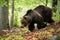 Huge bear with long brown fur running in forest in summer.