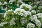 Huge beautiful delicate white flowers on lush inflorescences of a spring flowering pear (apple tree)