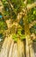 Huge beautiful Ficus maxima Fig tree Playa del Carmen Mexico