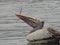 Huge beautiful Siberian crane pelican takes the stick