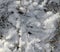 Huge beautiful snowflakes on grass in early winter