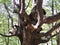  Huge beech tree growing in the mountains of the Crimea.