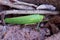 Huge beetle, like a leaf of a plant. Insects of tropical latitudes. Large insect with green wings