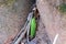 Huge beetle, like a leaf of a plant. Insects of tropical latitudes. Large insect with green wings