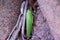 Huge beetle, like a leaf of a plant. Insects of tropical latitudes. Large insect with green wings