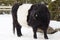 Huge belted Galloway beef with characteristic white marking