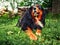 Huge bernese dog laying on a green grass, Rural country background. Selective focus. Portrait of a big house pet in nature setting