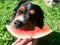Huge Bernese mountain dog eating slice of water melon on warm sunny summer day. Enjoy sweet and tasty fruit concept. Special treat