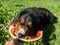 Huge Bernese mountain dog eating slice of water melon on warm sunny summer day. Enjoy sweet and tasty fruit concept. Special treat