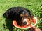 Huge Bernese mountain dog eating slice of water melon on warm sunny summer day. Enjoy sweet and tasty fruit concept. Special treat