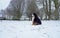 Huge Bernese Mountain Dog sitting in the snow covered park