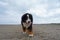 Huge Bernese Mountain Dog walking on the beach