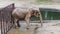 A huge big happy elephant dancing near water lake