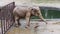 A huge big happy elephant dancing near water lake