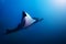 Huge big manta ray swim deep underwater