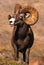 Huge Bighorn Sheep Ram