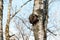 Huge birch fungus Chaga parasitizes on trunk of tree. Inonotus obliquus commonly known as chaga mushroom. Fungus