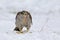 A huge bird of prey tears prey caught in the snow.