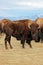 Huge Bison or Buffalo with Mountain Background