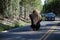 A huge bison delaying traffic
