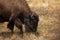 Huge bison eating in the steppe or field, close-up, wildlife