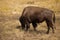 Huge bison eating in the steppe or field, close-up, wildlife