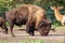 A huge bison eats grass at the Serengeti zoo.