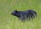 A huge Black Bear walks through a field of grass.