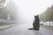 Huge Black Cat Standing on Empty Misty Road