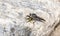A Huge Black Robber Fly Promachus albifacies Holding a Prairie Yellowjacket