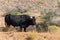 Huge black steer, curious of people