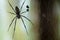 Huge Black Widow Spider