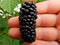 Huge Blackberry on the Hand