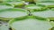 Huge blooming lotus leaves, Victoria water lily floating on pond surface, beautiful tropical nature.
