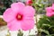 Huge blossom of pink hibiscus in the garden