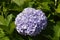 Huge Blue Flowers Of The Hydrangea Plant In Bayonne. Nature, Architecture, History, Travel. August 16, 2014. Bayona, Pontevedra,