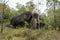 Huge Boulder Amidst Bushland