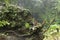 Huge boulder covered with moss and tropical plants. Strong roots of the old tree creep around the perimeter of the rock and