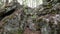 huge boulders covered with moss and lichen in a pine forest