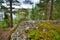 Huge boulders stones covered with moss and pine forest near beatiful fresh blue lake, Park Mon Repos, Vyborg, Russia