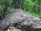 Huge boulders in tropical rain forest. Wild vegetation and many beautiful plants. Green color of all shades. Amazing energy