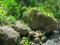 Huge boulders in tropical rain forest. Wild vegetation and many beautiful plants. Green color of all shades. Amazing energy