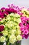 Huge bouquets of fresh colored carnations of green, pink, white, and red. Background of carnation flowers. Selective focus