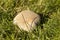 Huge bovist mushroom in meadow